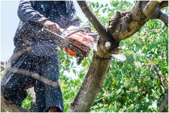 tree services Fifth Street